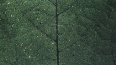 Chlorophyll Chlorophyll