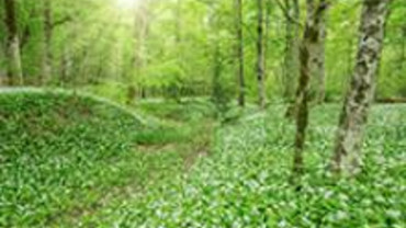 Giftige Garten und Wildpflanzen