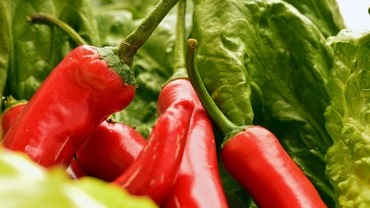 Capsaicin aus Chilis