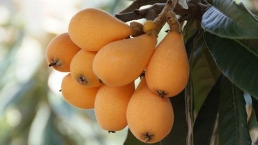 Mispel – die fast vergessene Frucht Mispel – die fast vergessene Frucht