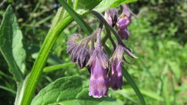 Heilpflanze: Beinwell