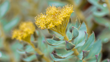 Rosenwurz – der natürliche Stresskiller Rosenwurz – der natürliche Stresskiller