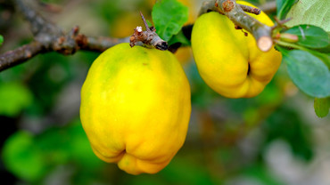 Quitten &ndash; gesund und heilend