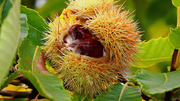 Maronen – ein heisser Tipp Maronen – ein heisser Tipp