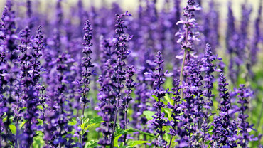Lavendel &ndash; blaues Wunder