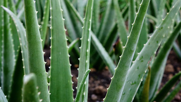 Aloe vera – grün und gesund Aloe vera – grün und gesund