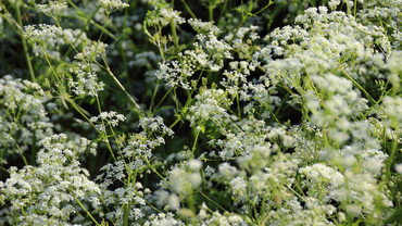 Schafgarbe &ndash; kostbare Natur