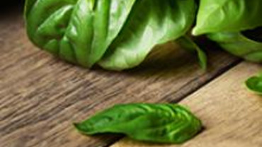 K&uuml;chenkr&auml;uter Einmaleins: Basilikum	