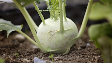 Kohlrabi &ndash; die Wunderr&uuml;be