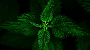 Brennnessel &ndash; haarig und gesund