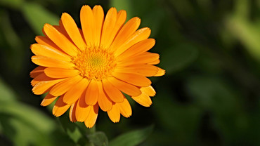 Ringelblume – eine Wohltat für unser Haut Ringelblume – eine Wohltat für unser Haut