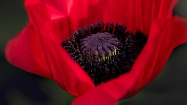 Mohn: kleine K&ouml;rner, grosser Geschmack