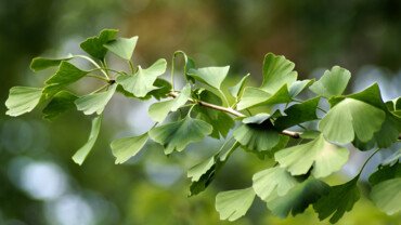 Ginkgo