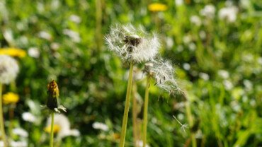 L&ouml;wenzahn &ndash; Wunderkraut statt Unkraut