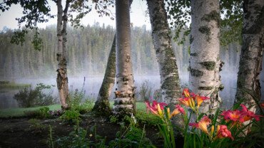Heilpflanze Birke