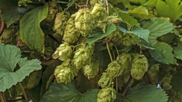 Wundermittel Hopfen