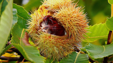 Esskastanie &ndash; ein heisser Tipp f&uuml;r Ihre Gesundheit