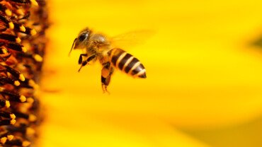 Bienengift als Heilmittel