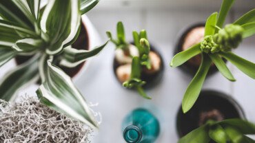 Regrowing &ndash; Lebensmittel, die wieder nachwachsen
