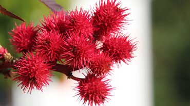 Rizinus&ouml;l zur inneren und &auml;usseren Anwendung